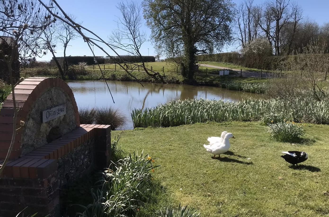The pond at Offley Hoo Farm, with ducks on the grass
